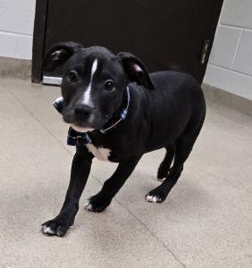 Copper, ADOPTABLE, Young Male Pit Bull Terrier.