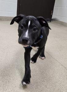 Enlarge Copper, a ADOPTABLE Pit Bull Terrier in Bucyrus, OH image 2/5