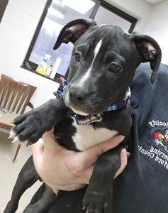 Enlarge Copper, a ADOPTABLE Pit Bull Terrier in Bucyrus, OH image 4/5