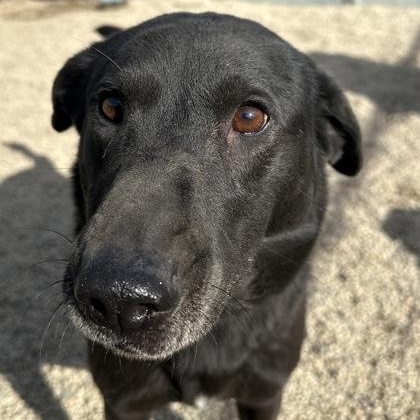 Trixie, ADOPTABLE, Adult Female Labrador Retriever.