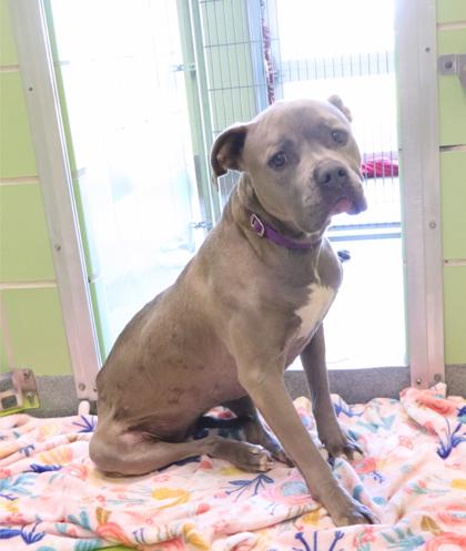 Zola, Adoptable, Young Female Pit Bull Terrier & Mixed Breed.