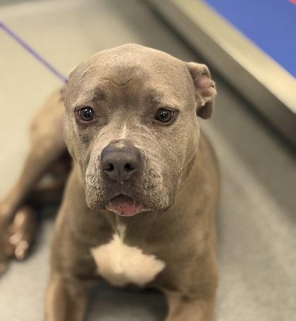 Enlarge Zola, a Adoptable mixed breed in Longview, TX image 2/3