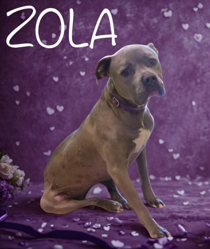 Enlarge Zola, a Adoptable mixed breed in Longview, TX image 3/3