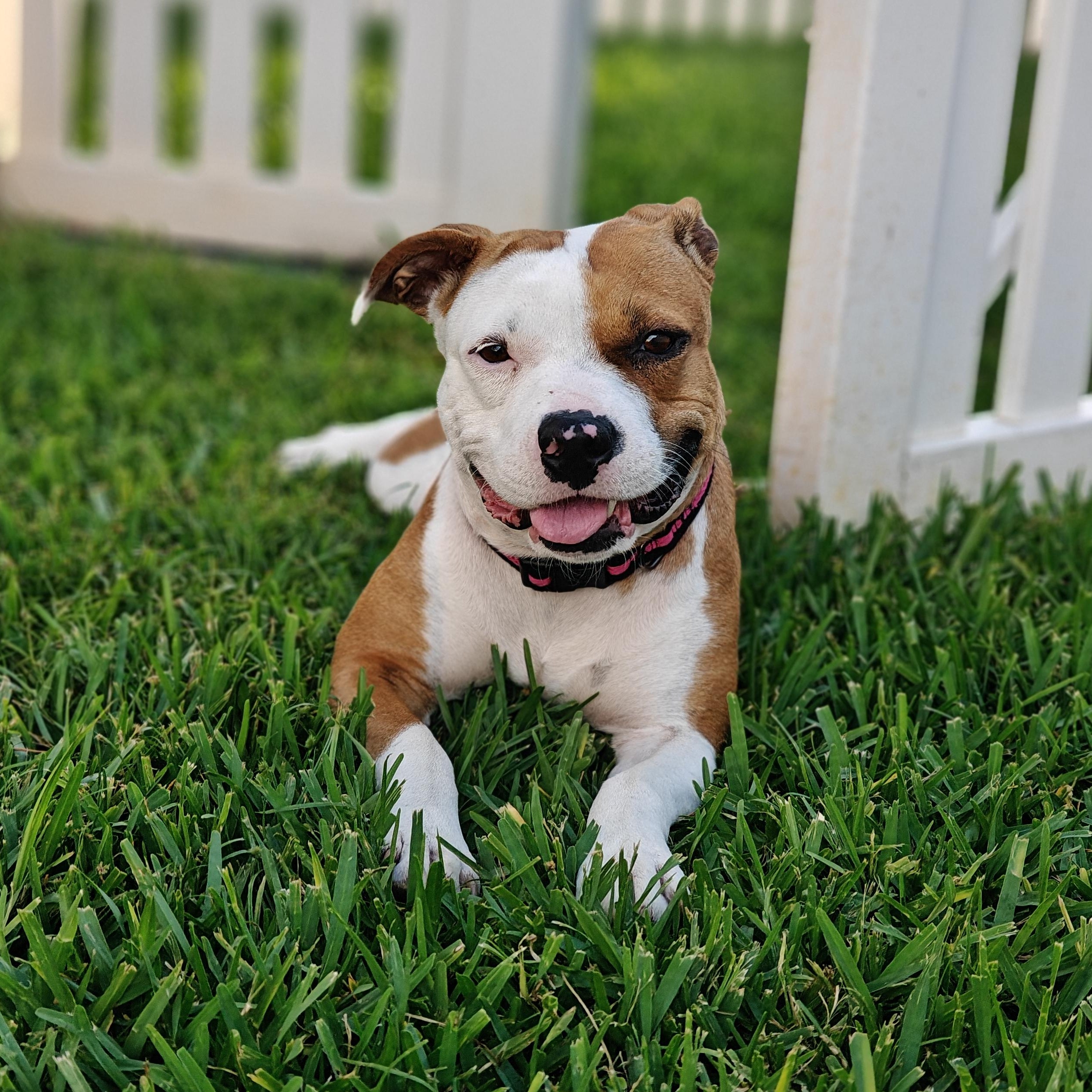 Britta, adoptable, Young Female American Staffordshire Terrier.