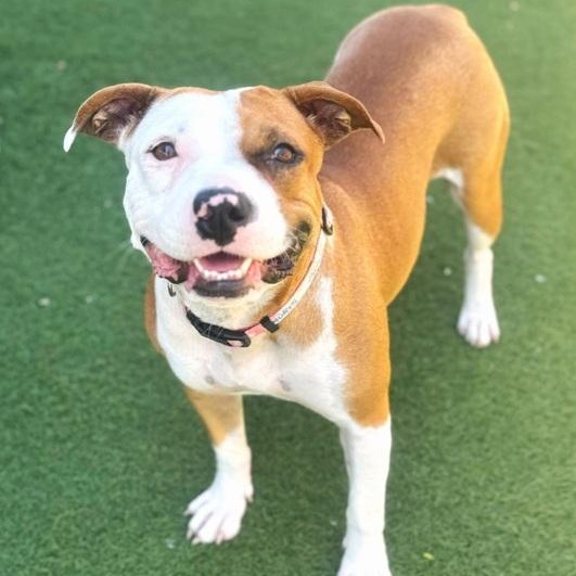 Enlarge Britta, a ADOPTABLE mixed breed in Palm Harbor, FL image 1/1