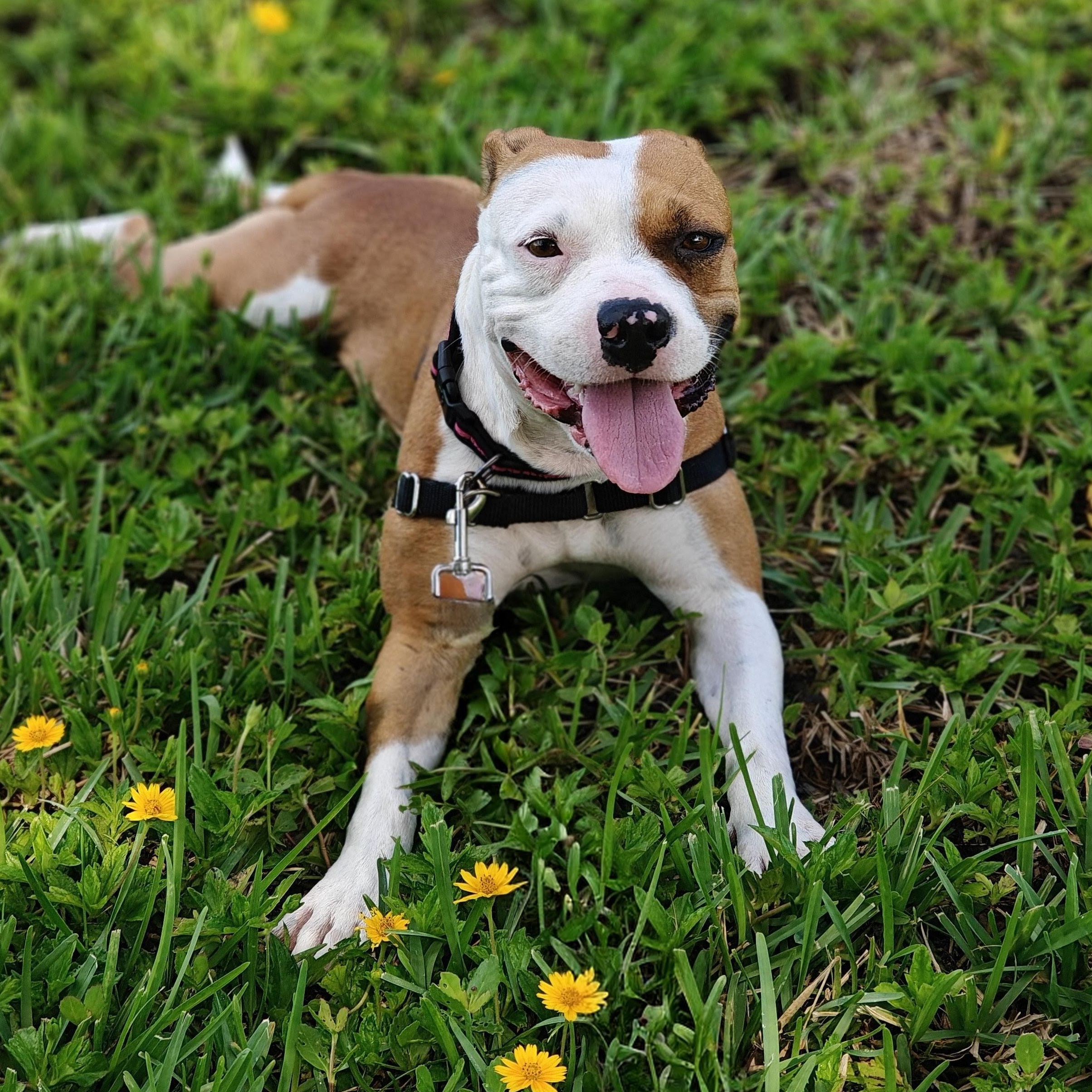 Britta, an adoptable mixed breed in Palm Harbor, FL image 2/6