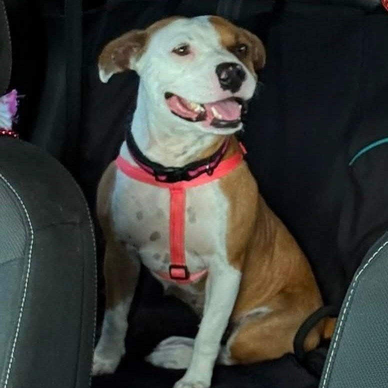Britta, an adoptable mixed breed in Palm Harbor, FL image 3/6