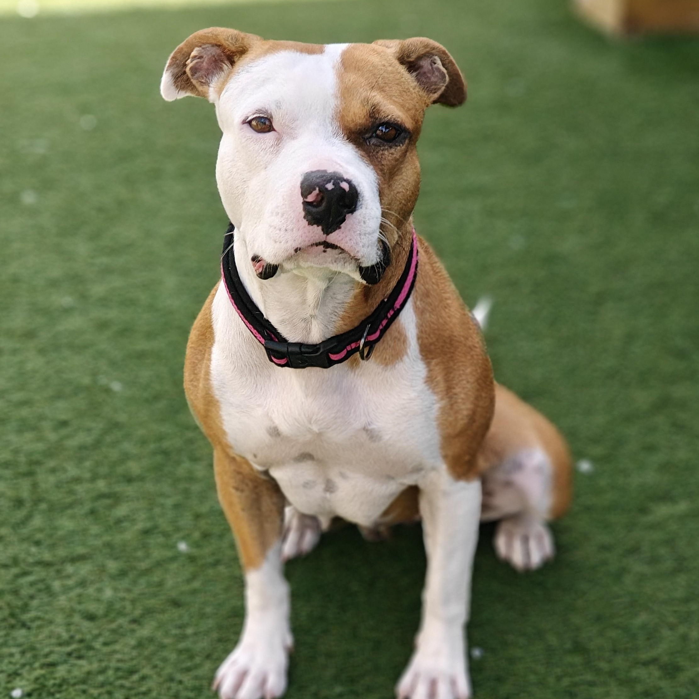 Britta, an adoptable mixed breed in Palm Harbor, FL image 6/6
