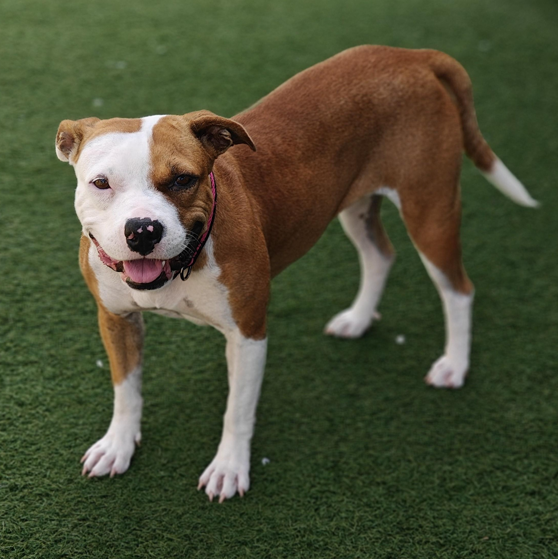 Britta, an adoptable mixed breed in Palm Harbor, FL image 4/6