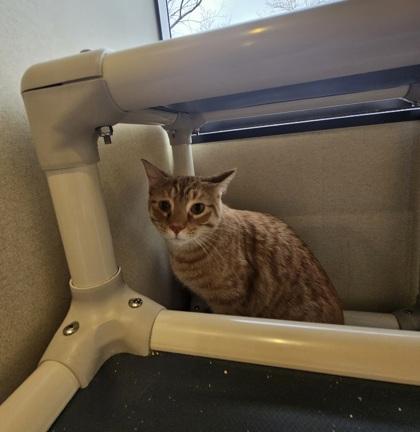 Herman aka Ron, adopted, Adult Male Domestic Medium Hair.