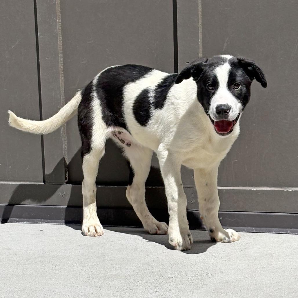 Basil, a Adoptable Mixed Breed in Hailey, ID image 1/6