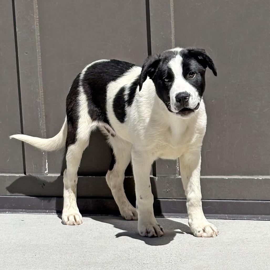 Basil, a Adoptable Mixed Breed in Hailey, ID image 2/6