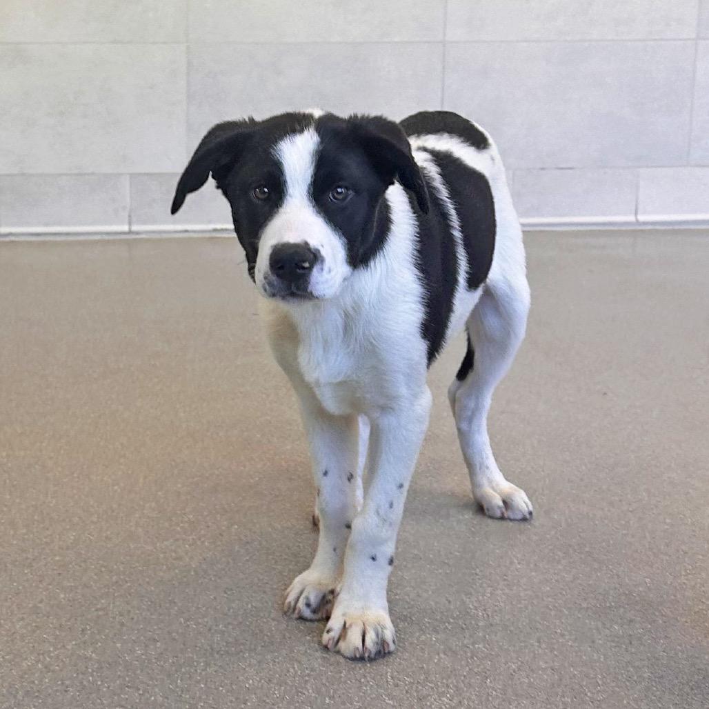 Basil, a Adoptable Mixed Breed in Hailey, ID image 3/6