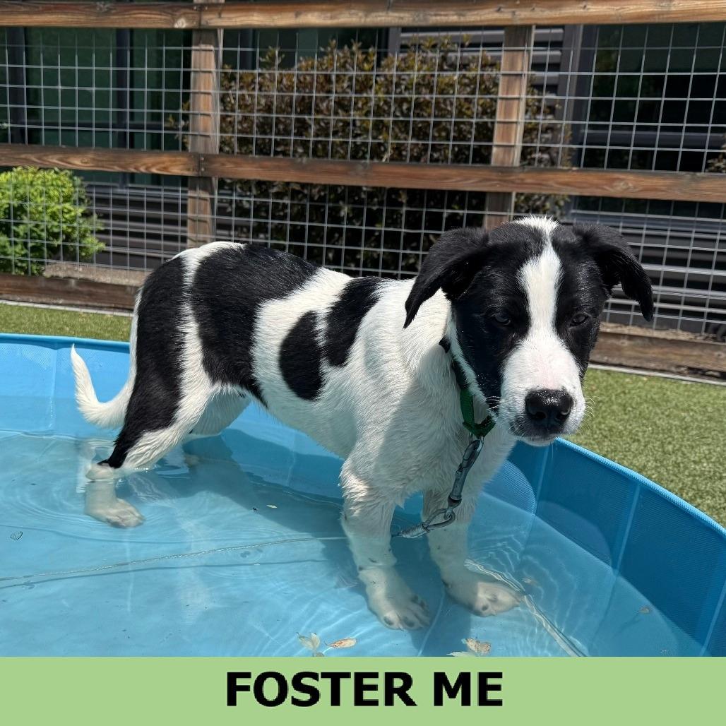 Basil, a Adoptable Mixed Breed in Hailey, ID image 4/6