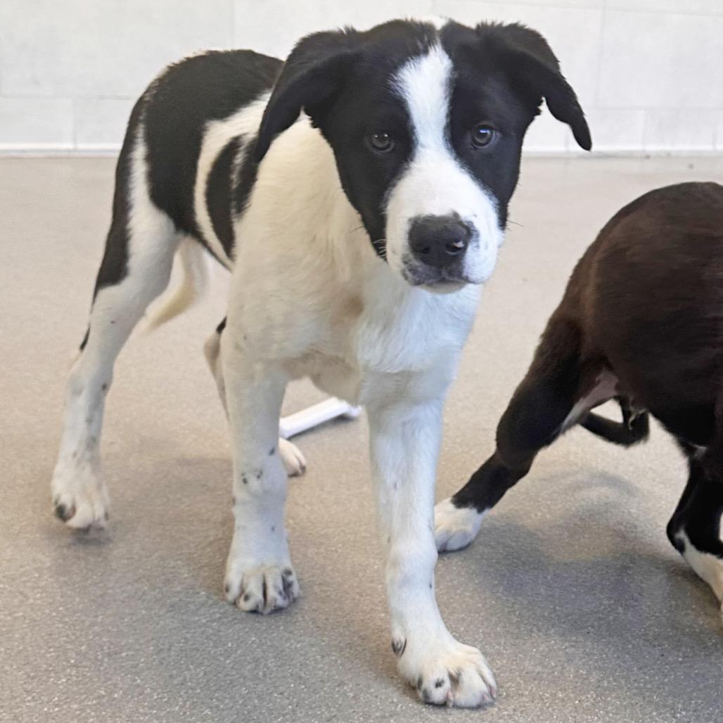 Basil, a Adoptable Mixed Breed in Hailey, ID image 5/6