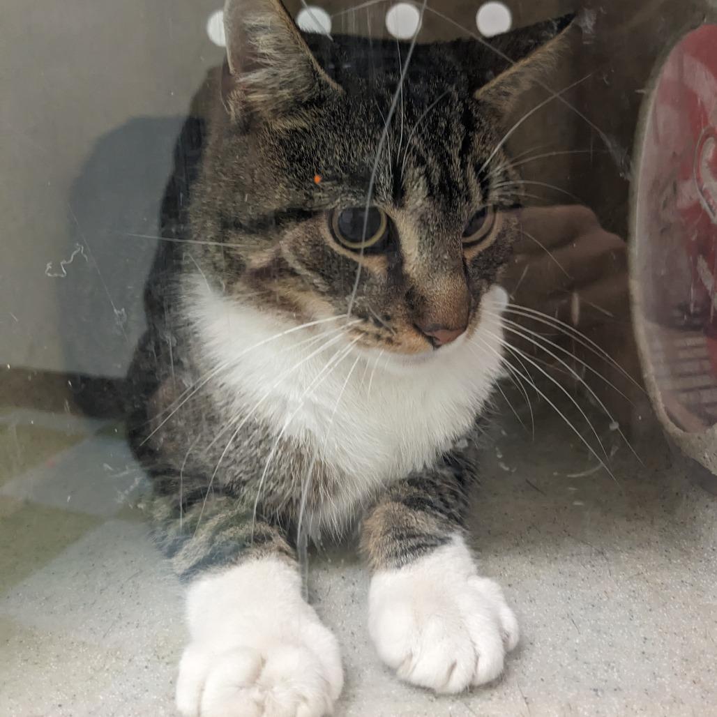 Enlarge Robbie, a Adoptable Domestic Short Hair in Philadelphia, PA image 1/1