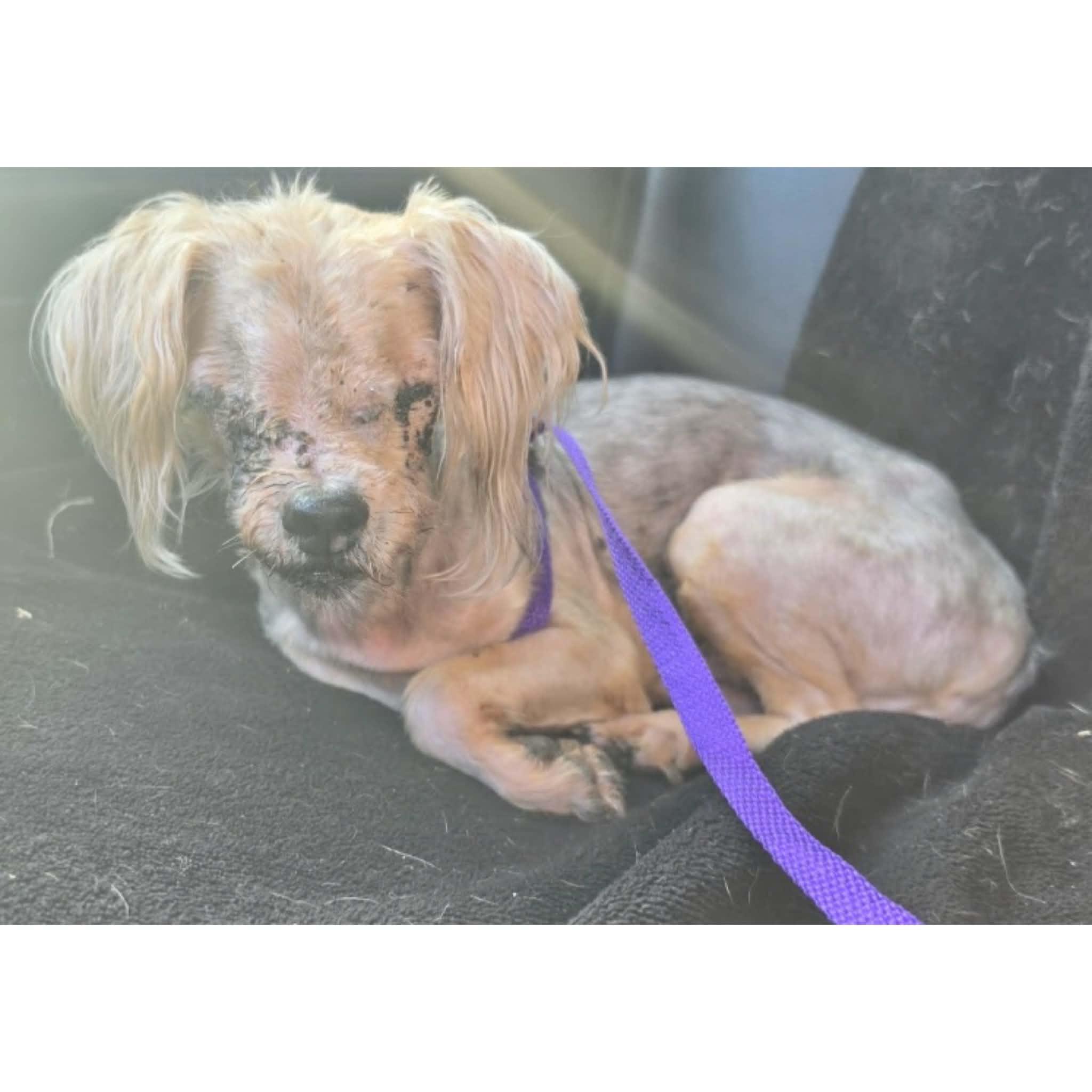 Enlarge Beau, a Adopted mixed breed in Boulder, CO image 2/3
