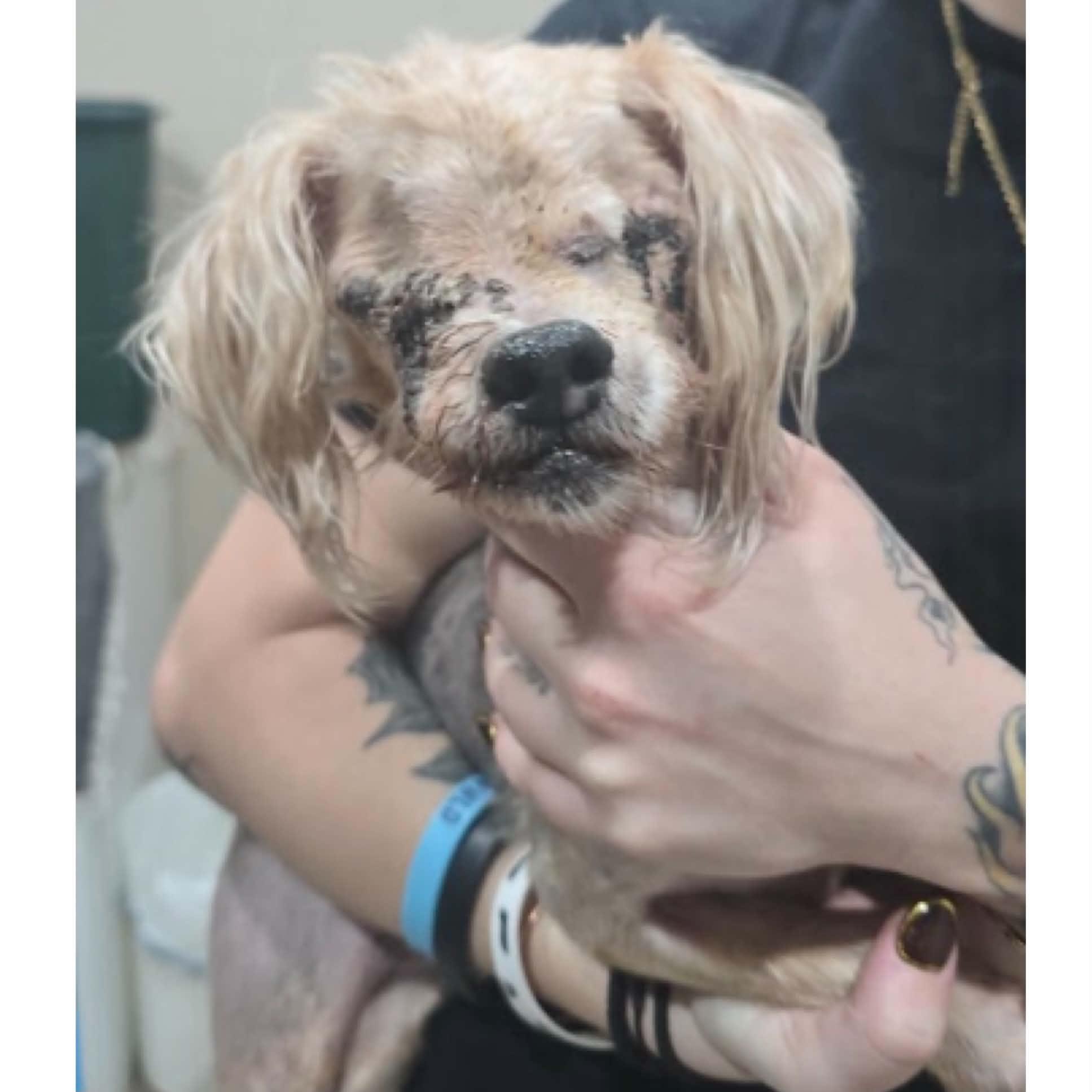 Beau, Adopted, Senior Male Yorkshire Terrier & Maltese.