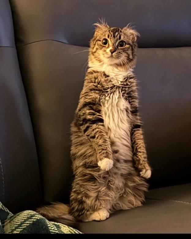 Enlarge Zelda, a ADOPTABLE Tortoiseshell in Wasilla, AK image 1/1