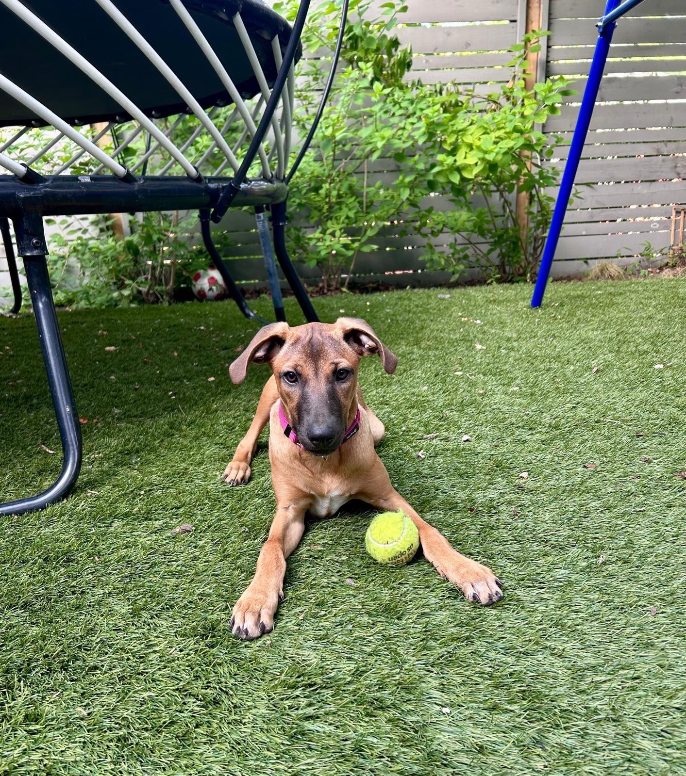 ANGIE, adopted, Puppy Female Mixed Breed.