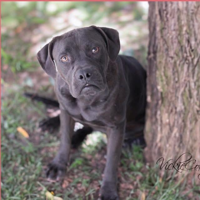 Devi, an adoptable Mixed Breed in Wilsall, MT, 59086 | Photo Image 1