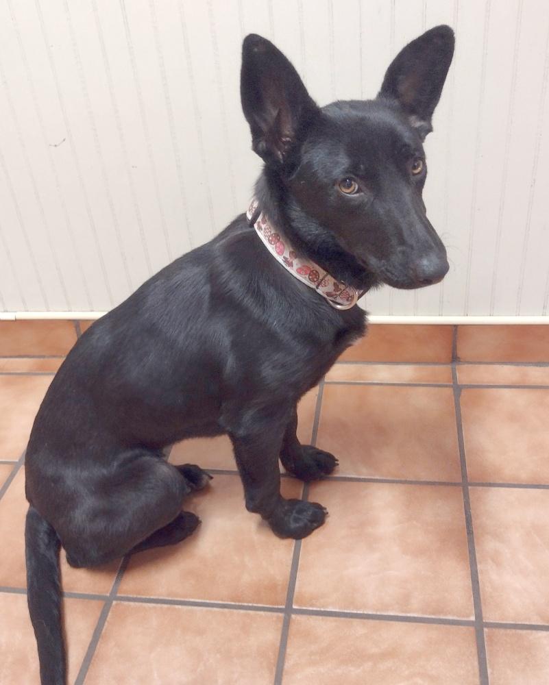 Enlarge Freya, a ADOPTABLE mixed breed in Camden, SC image 6/6