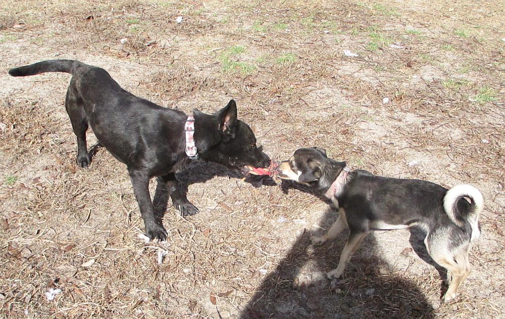 Enlarge Freya, a ADOPTABLE mixed breed in Camden, SC image 2/6