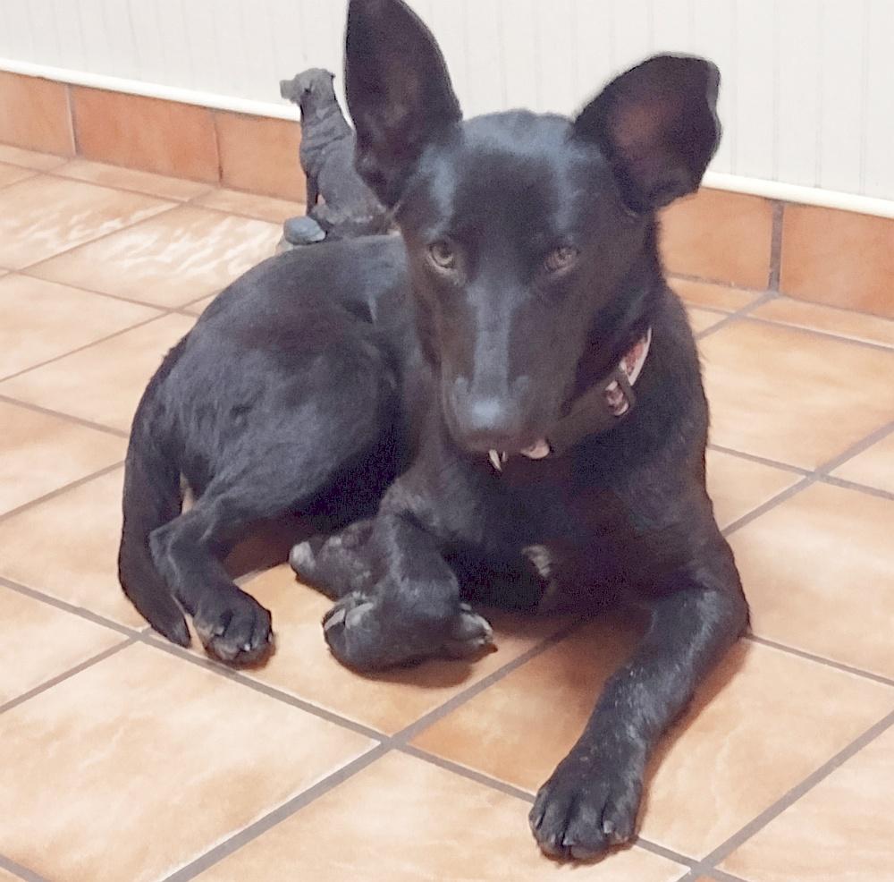 Enlarge Freya, a ADOPTABLE mixed breed in Camden, SC image 3/6