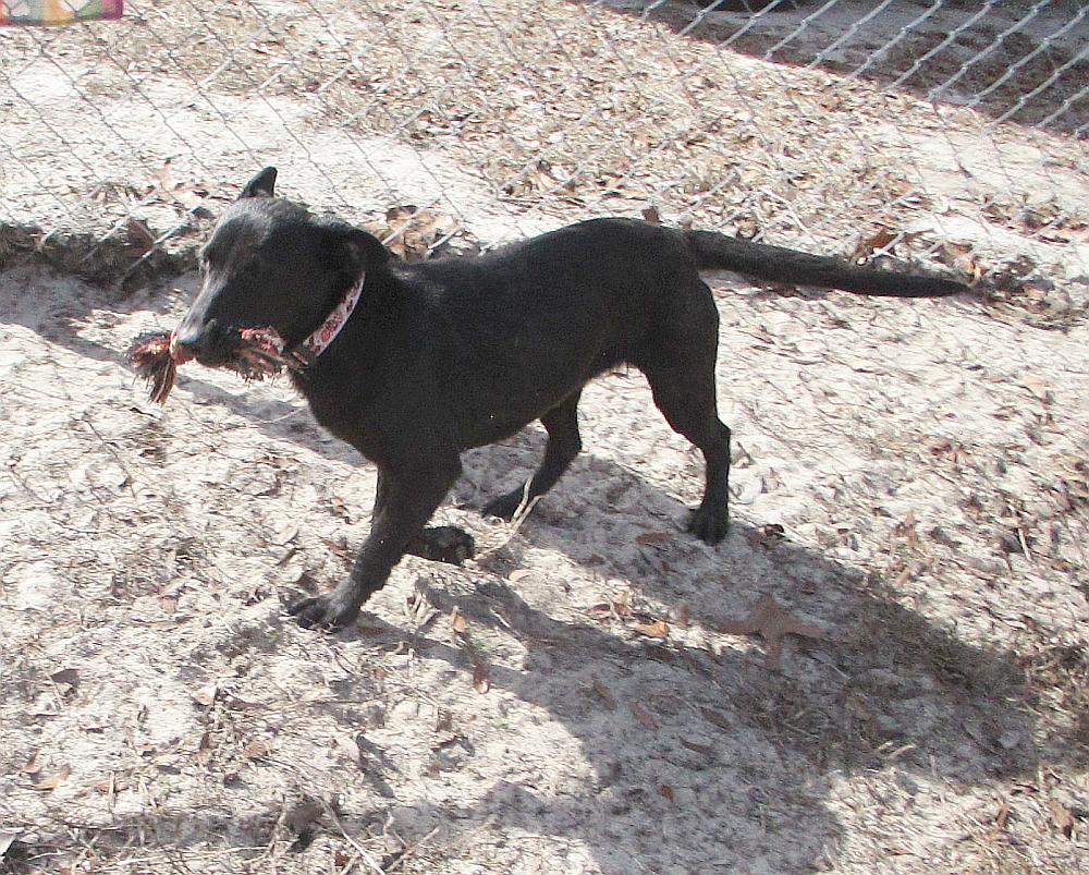 Enlarge Freya, a ADOPTABLE mixed breed in Camden, SC image 4/6