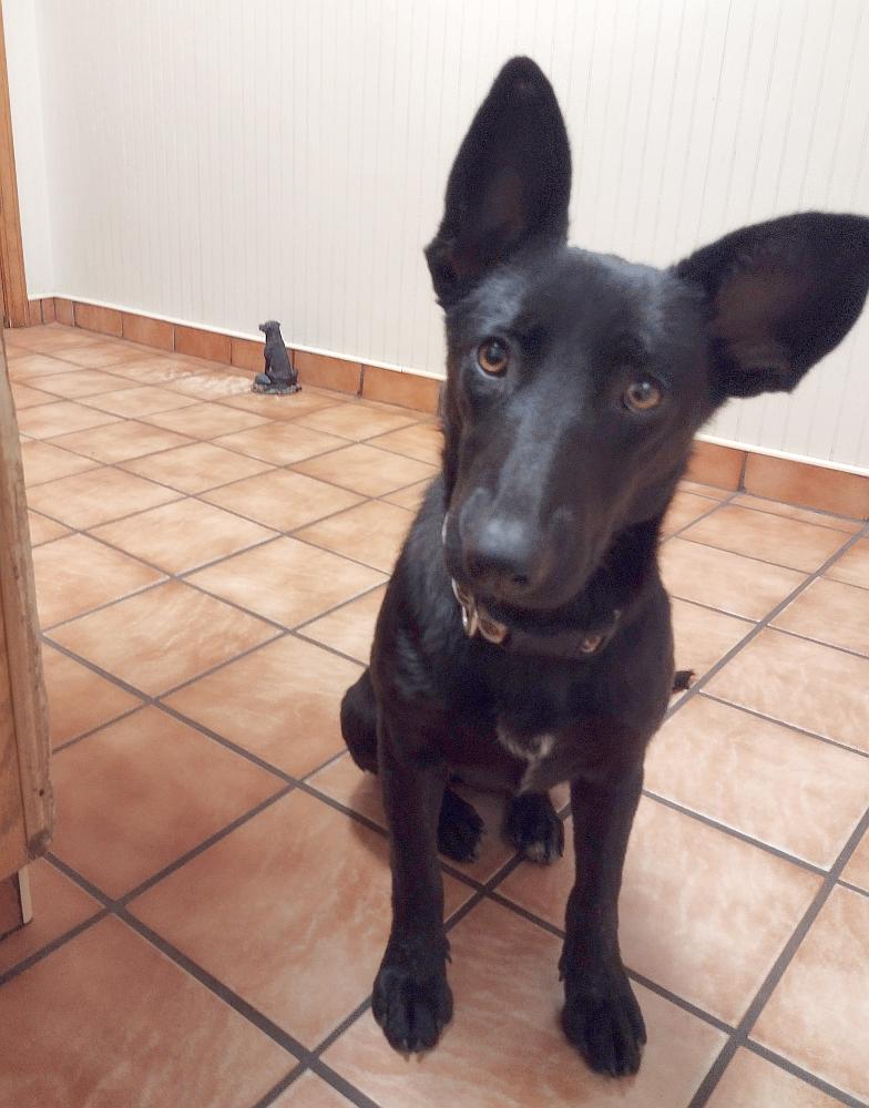 Freya, ADOPTABLE, Young Female Belgian Shepherd / Malinois.