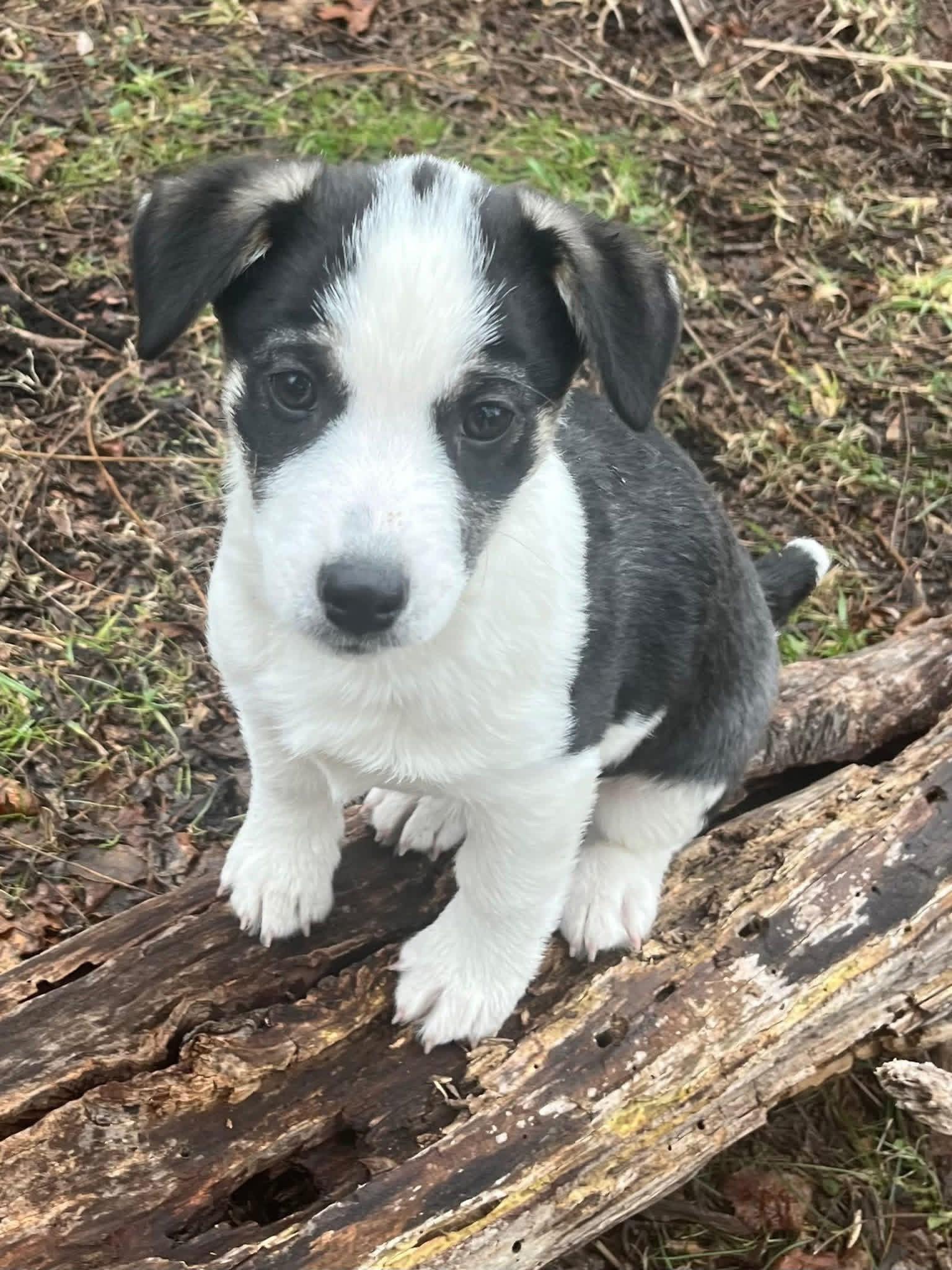 Brutus, adopted, Young Male Mixed Breed.