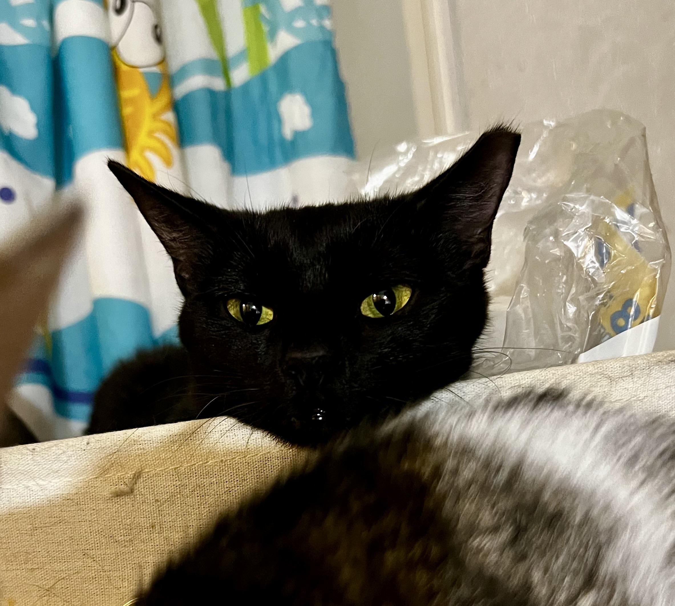 Dump Truck, Adoptable, Young Female Domestic Short Hair.