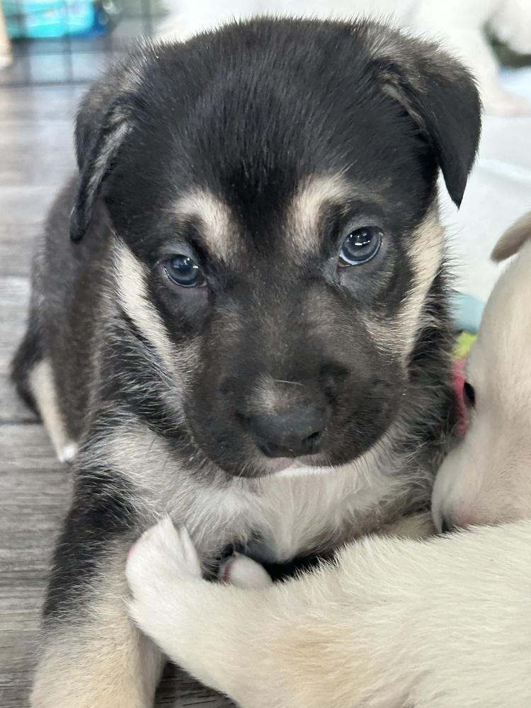 Enlarge Tank, a Adoptable mixed breed in Pleasant Hill, CA image 2/3