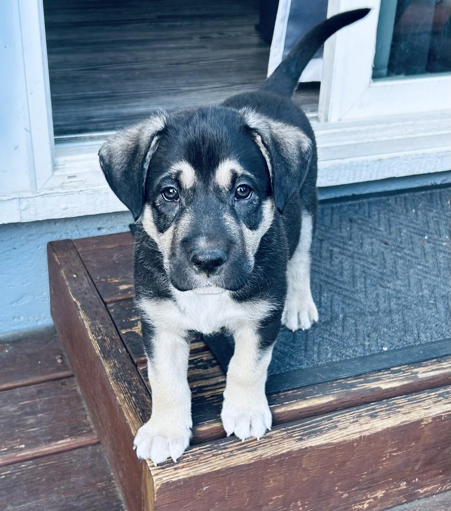 Enlarge Tank, a Adoptable mixed breed in Pleasant Hill, CA image 3/3