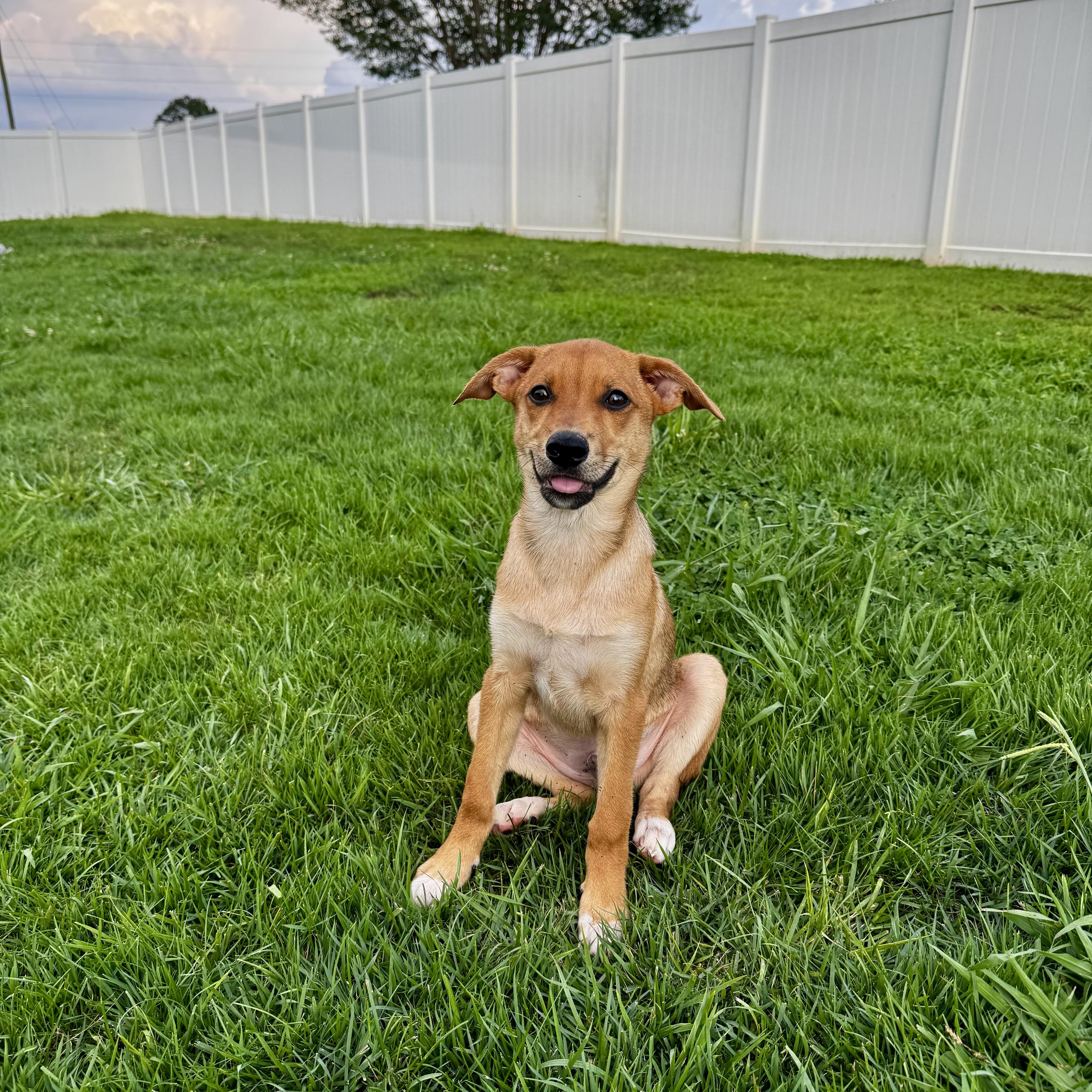 Johnny, a ADOPTABLE mixed breed in Rock Hill, SC image 3/6