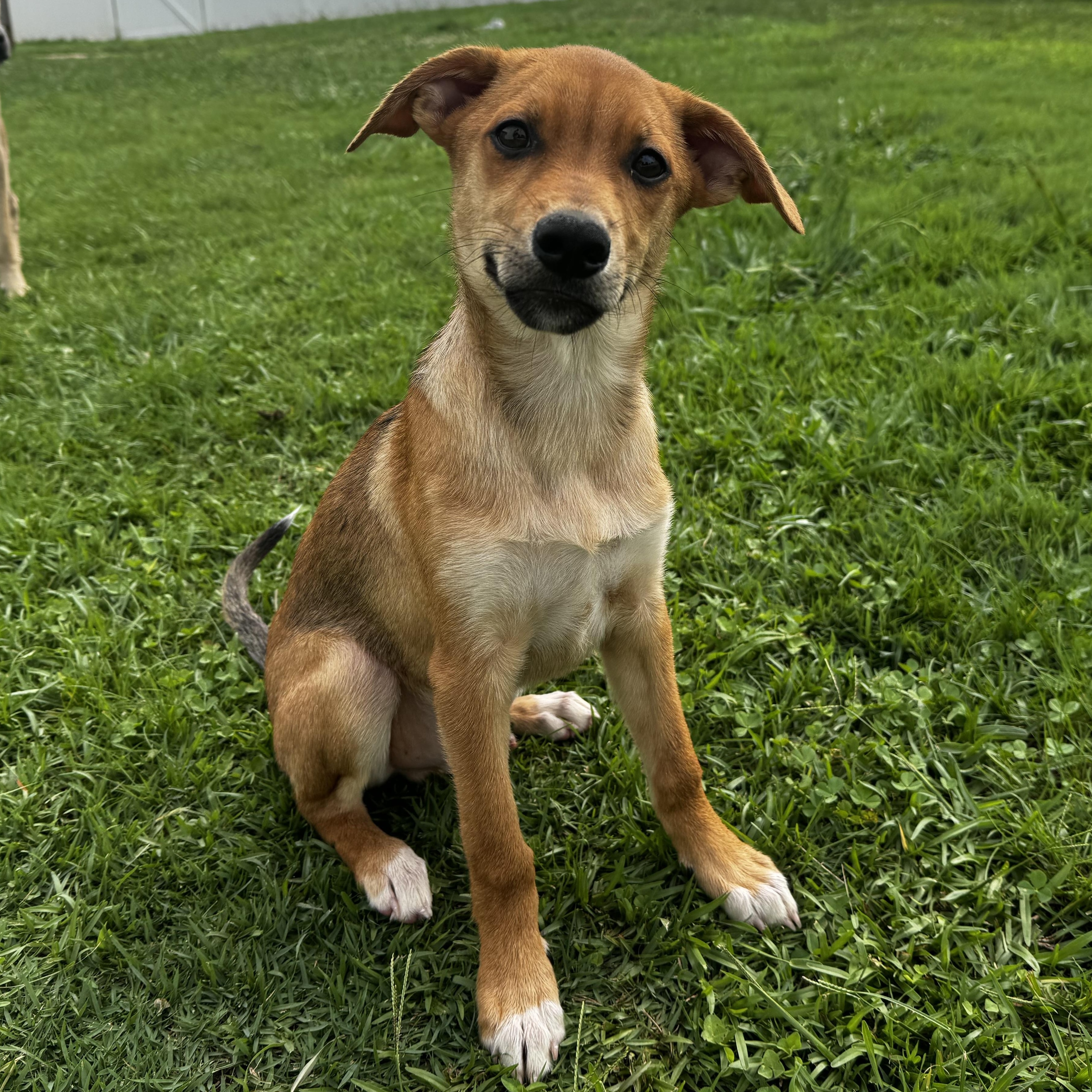 Johnny, ADOPTABLE, Puppy Male Australian Kelpie & Labrador Retriever.