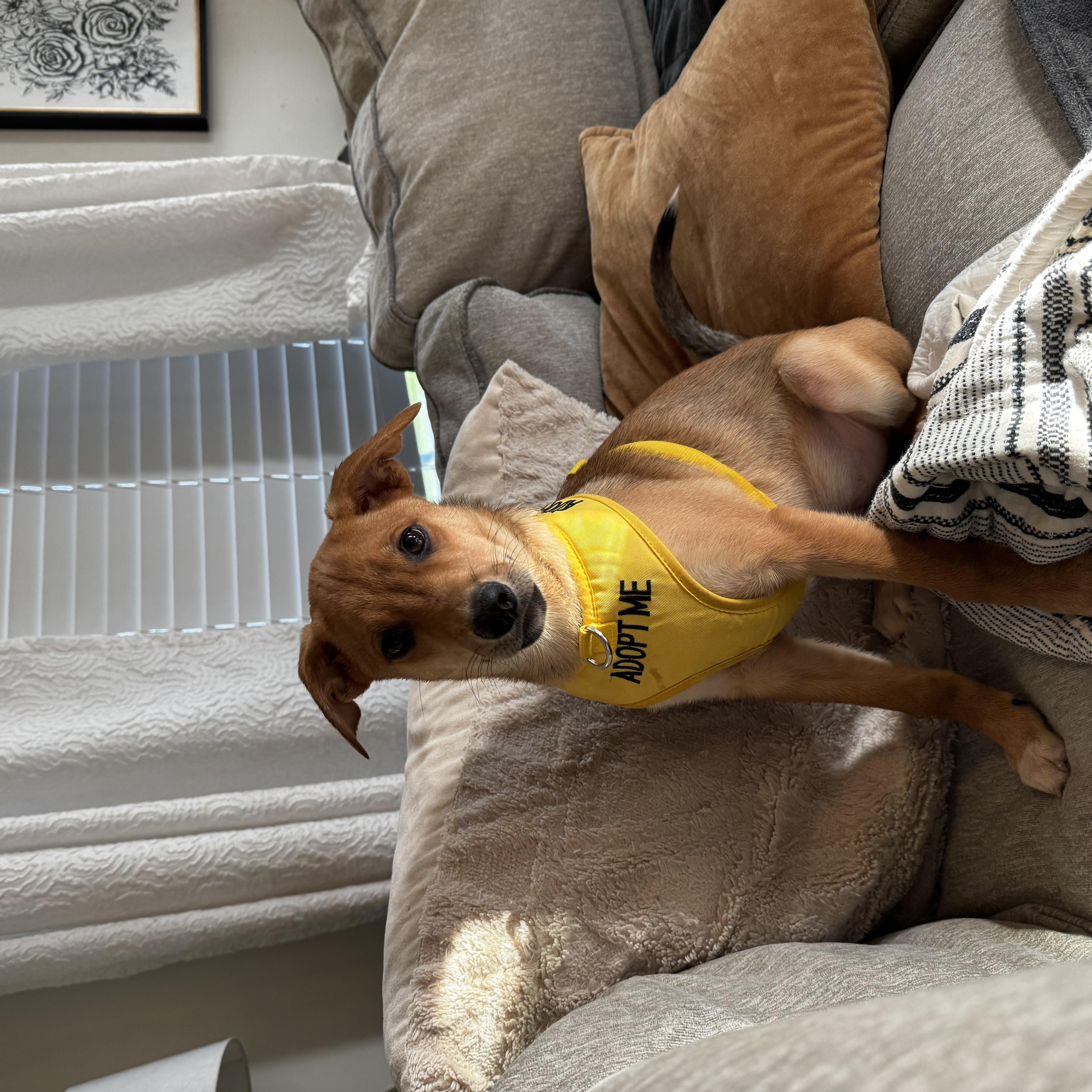 Johnny, a ADOPTABLE mixed breed in Rock Hill, SC image 5/6