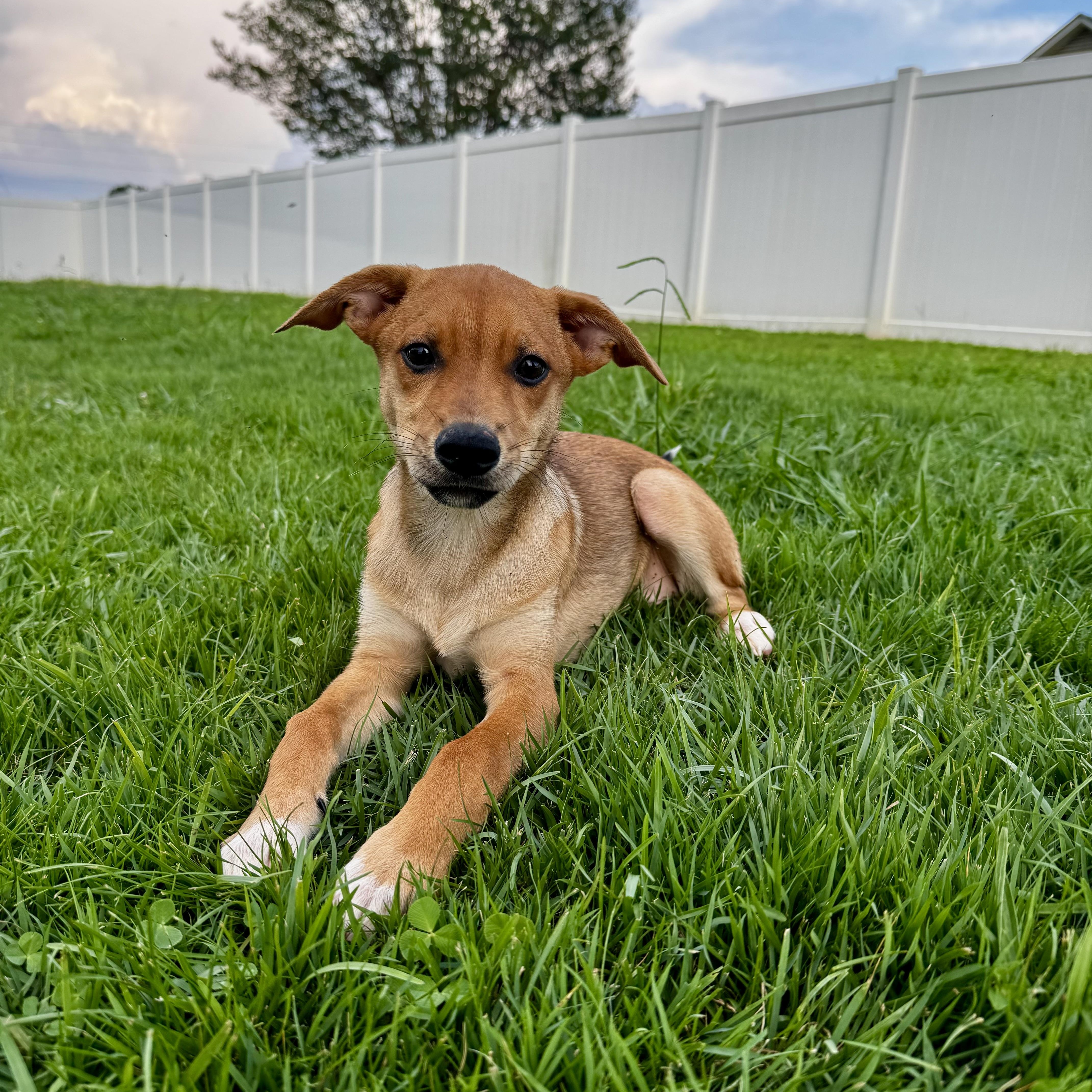 Johnny, a ADOPTABLE mixed breed in Rock Hill, SC image 4/6