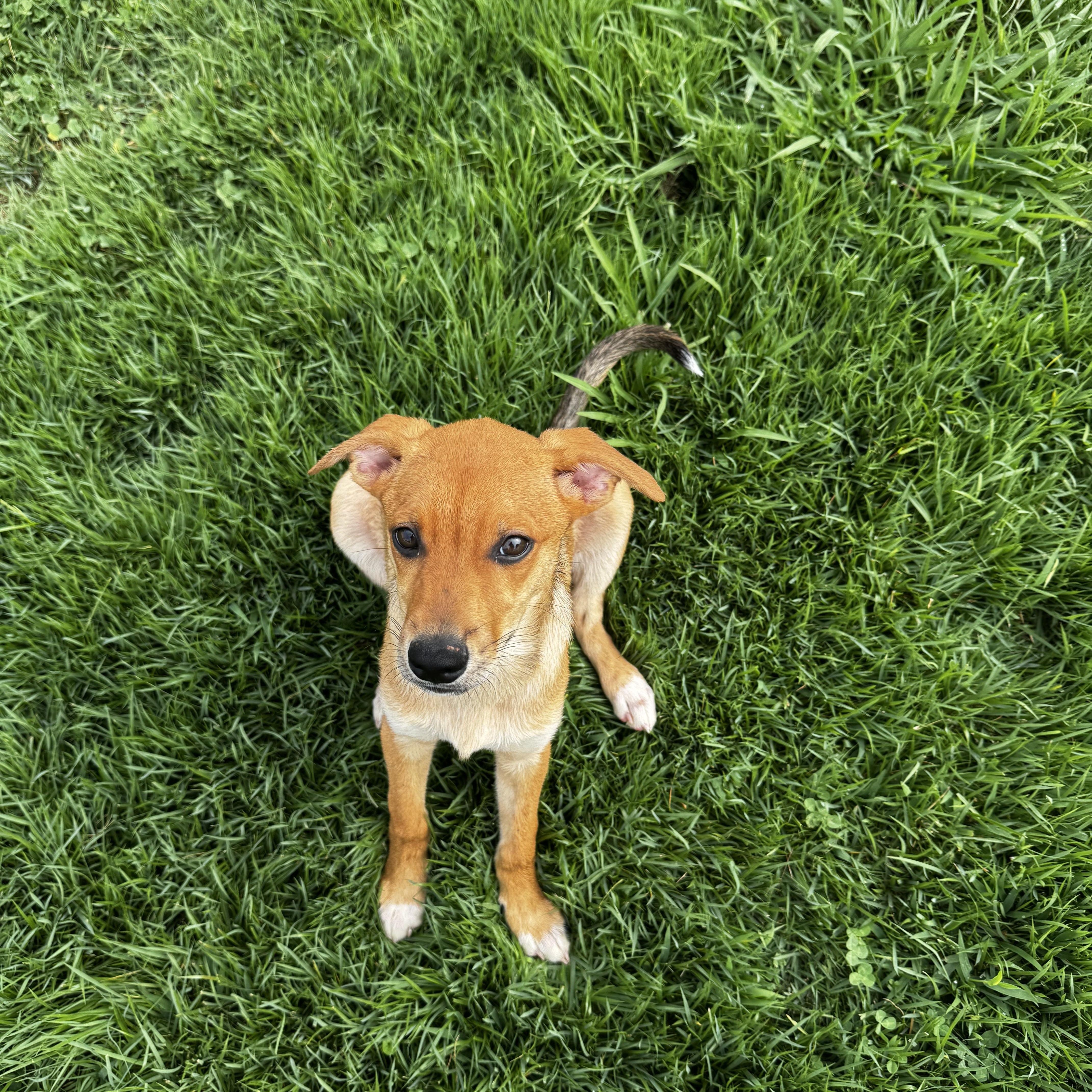 Johnny, a ADOPTABLE mixed breed in Rock Hill, SC image 6/6