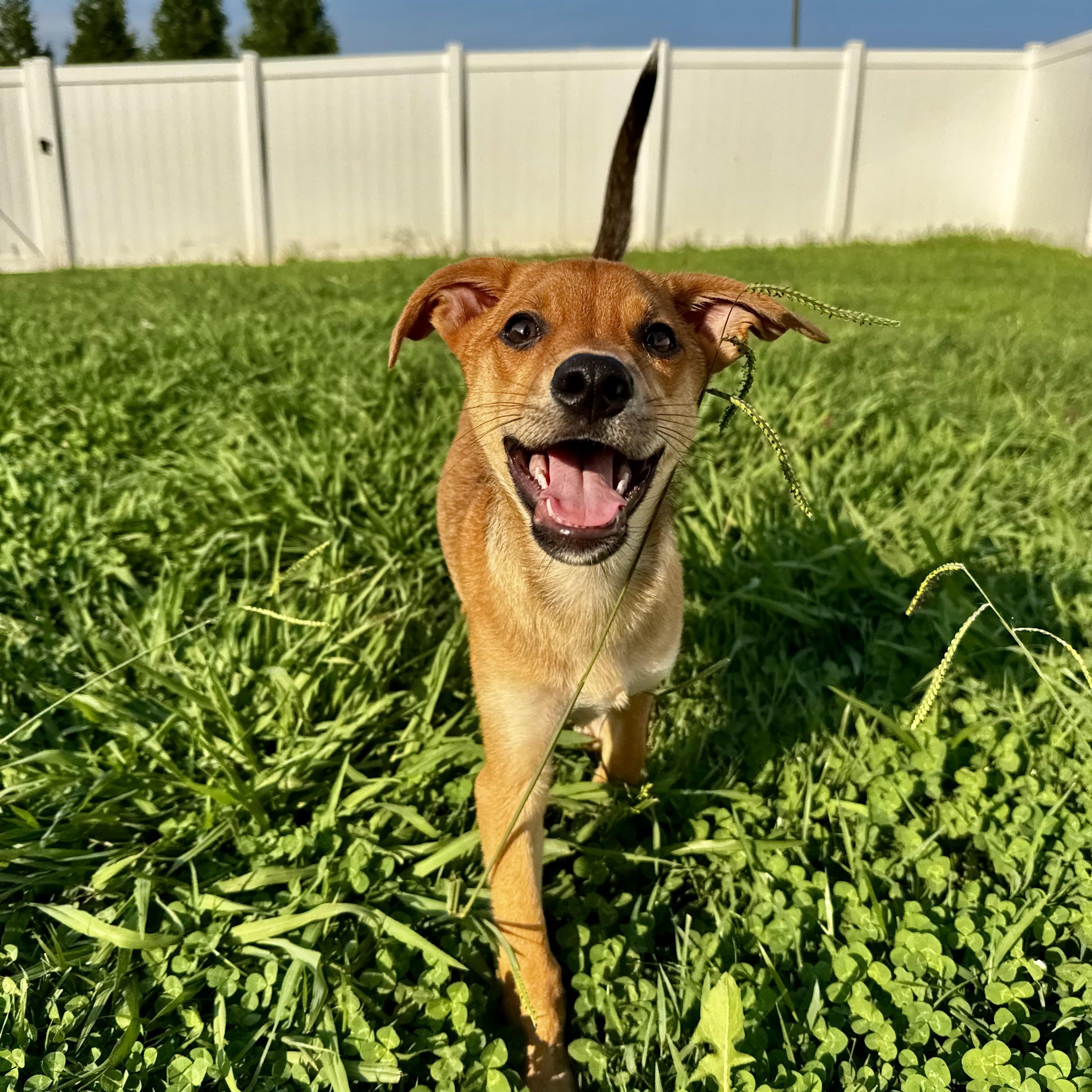 Johnny, a ADOPTABLE mixed breed in Rock Hill, SC image 2/6