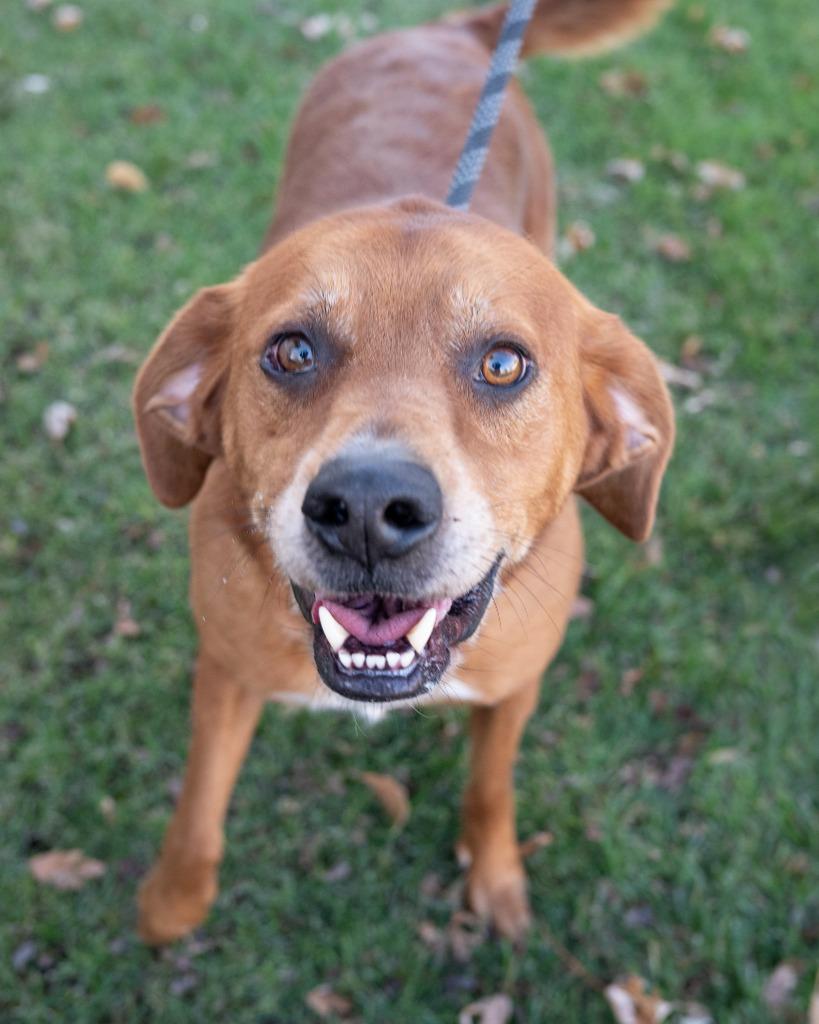 Duke, a Adoptable Labrador Retriever in Boone, IA image 1/2