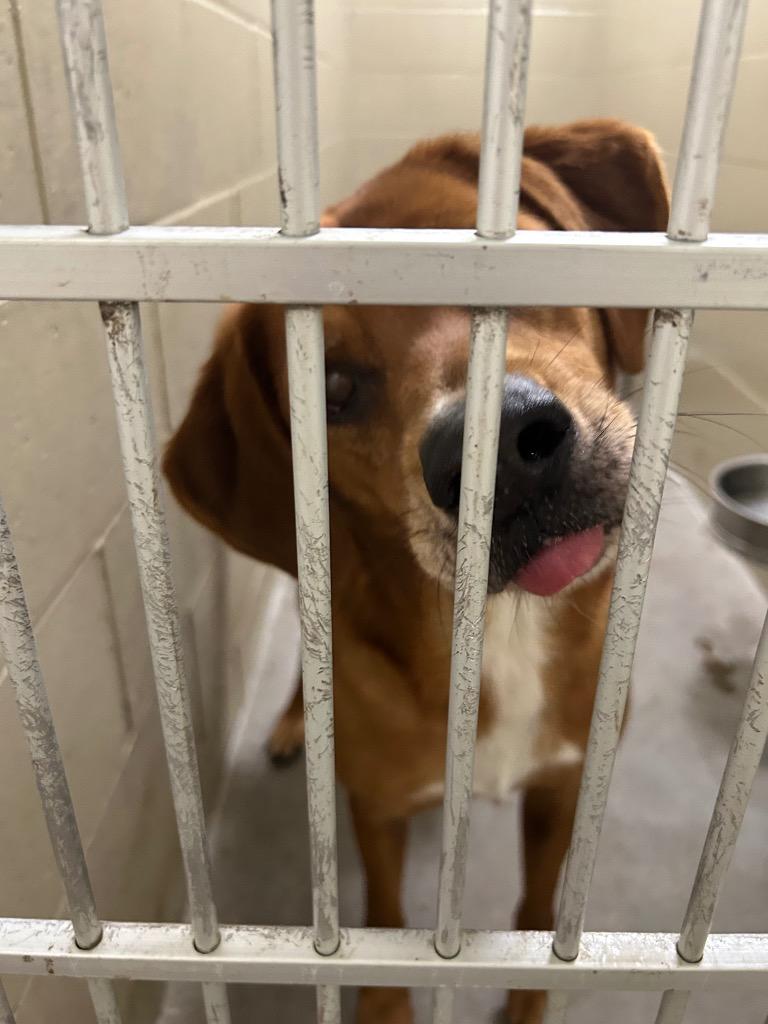 Duke, Adoptable, Adult Male Labrador Retriever.