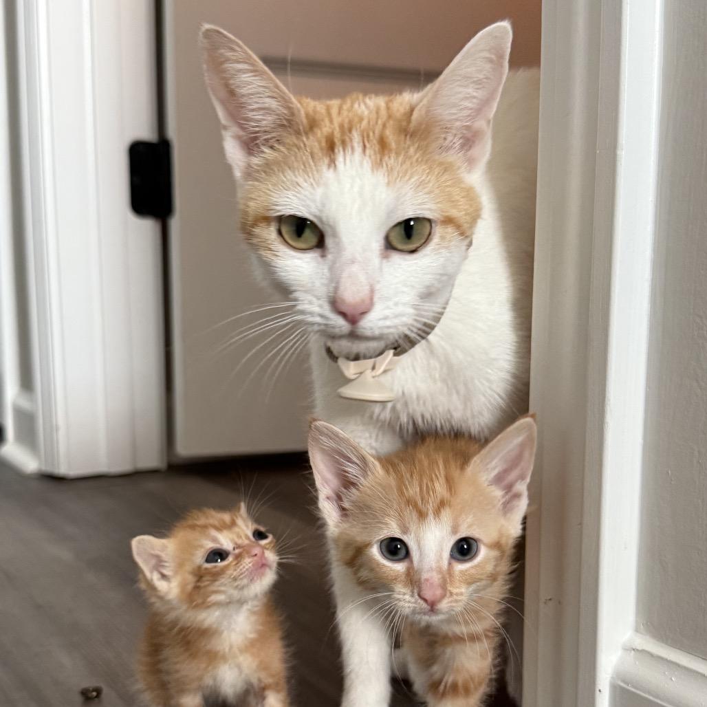 Marmalade, Adoptable, Adult Female Domestic Short Hair & Turkish Van.