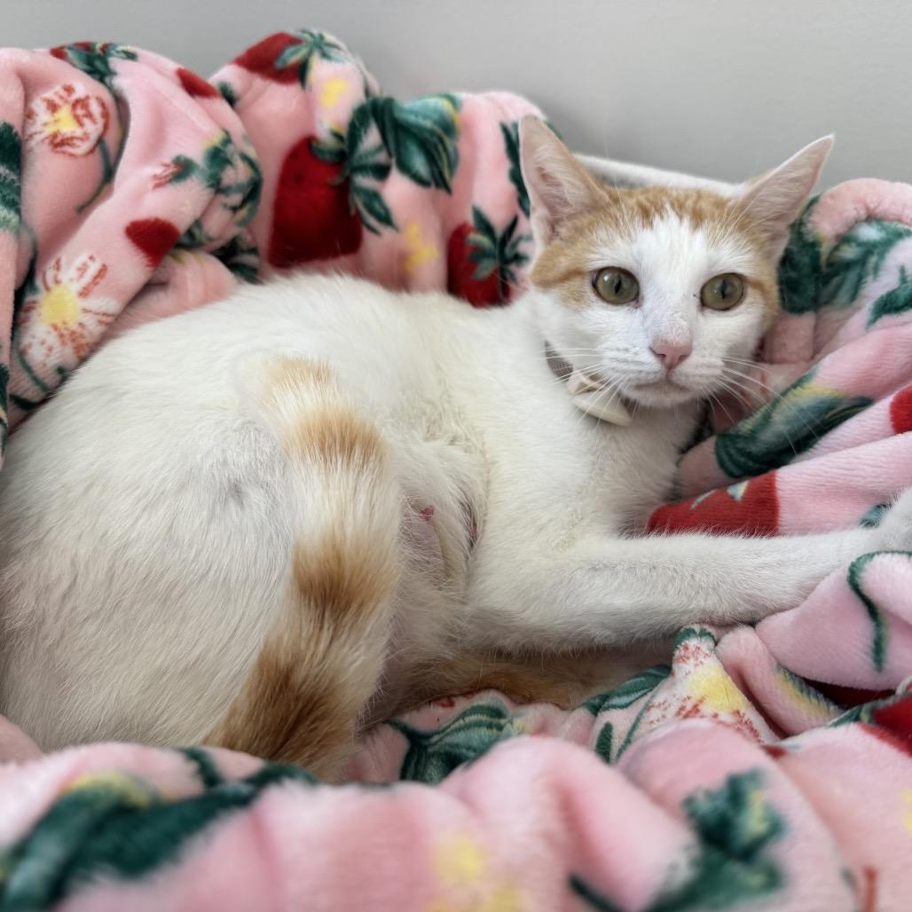 Marmalade, a Adoptable mixed breed in Cartersville, GA image 2/6