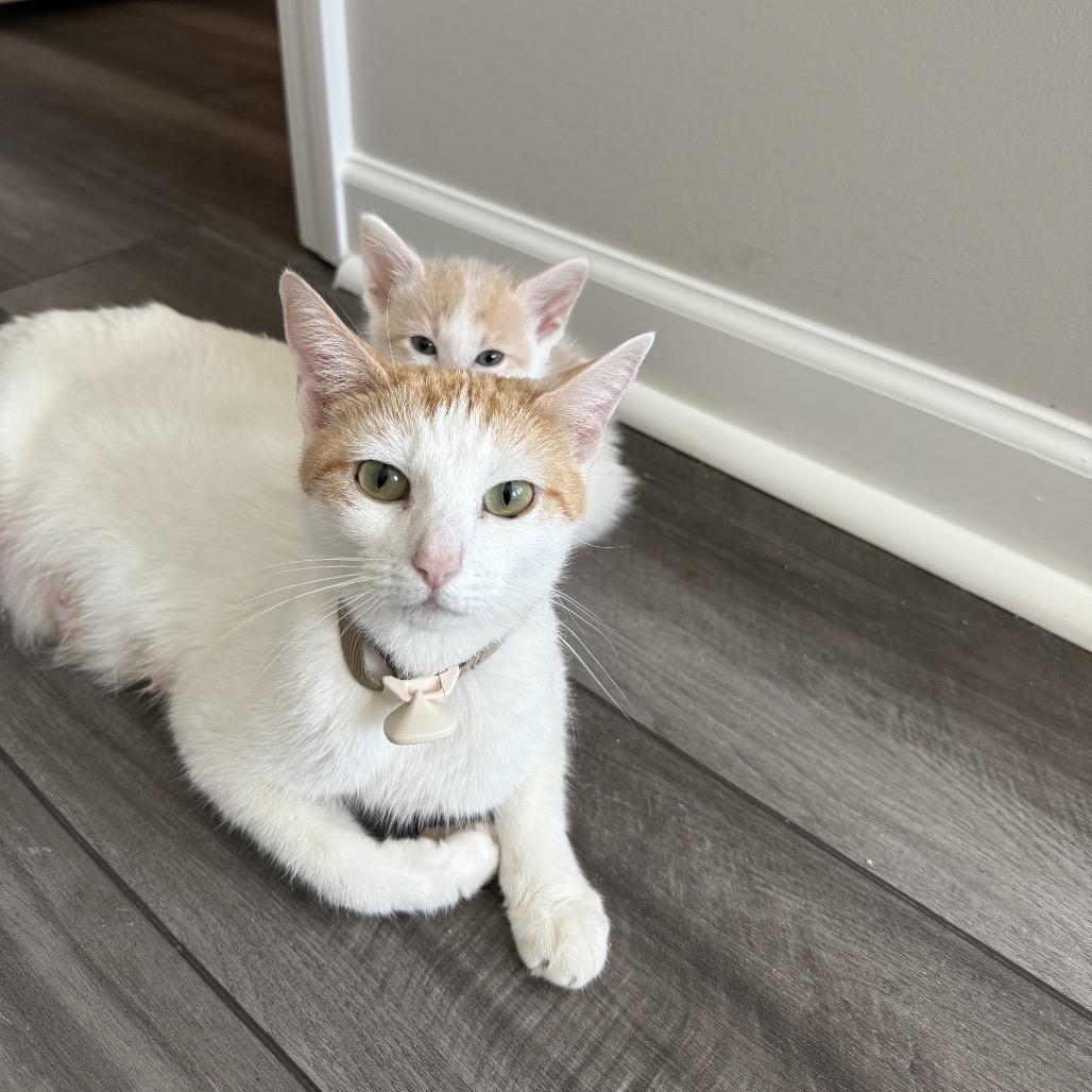 Marmalade thumbnail 3