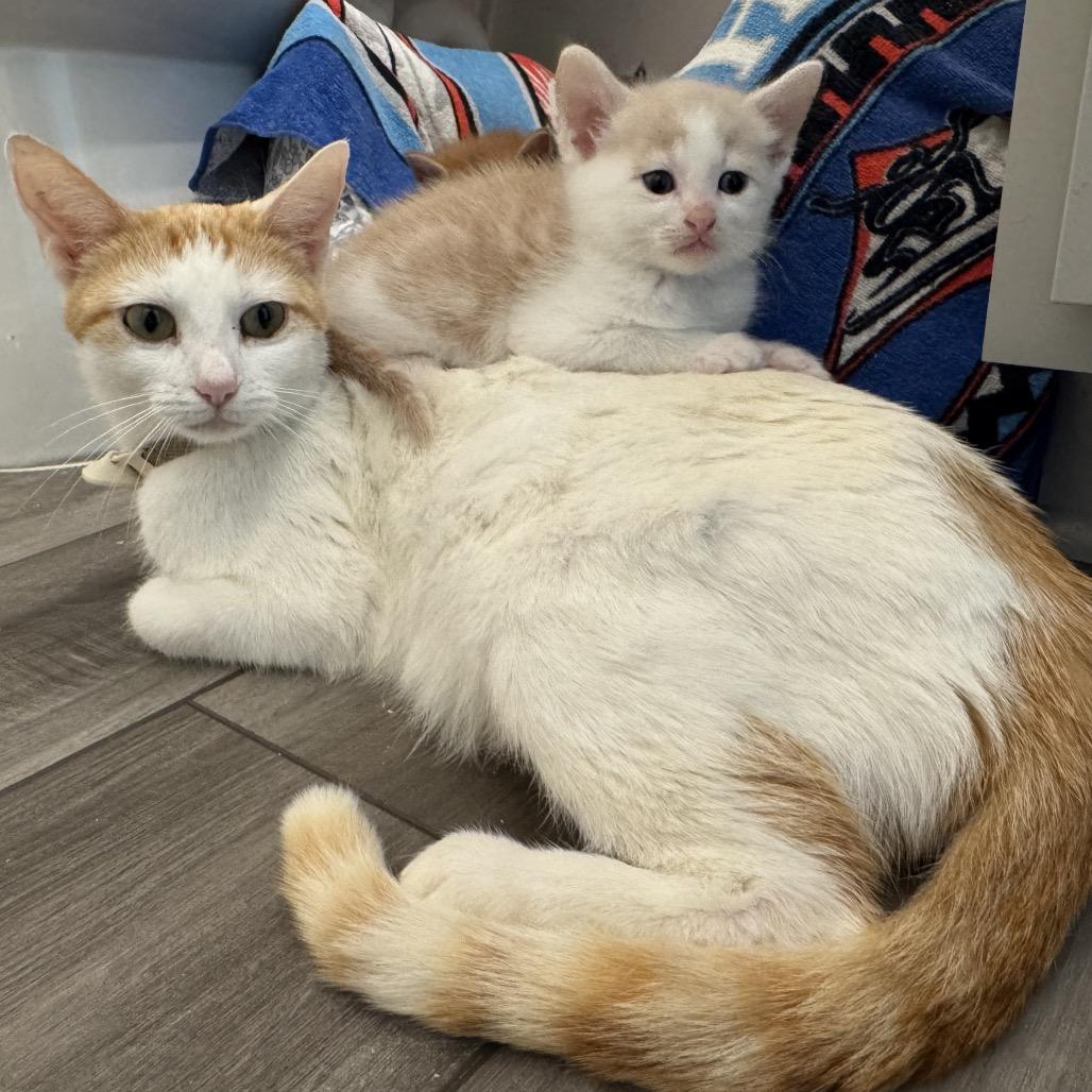 Marmalade, a Adoptable mixed breed in Cartersville, GA image 4/6