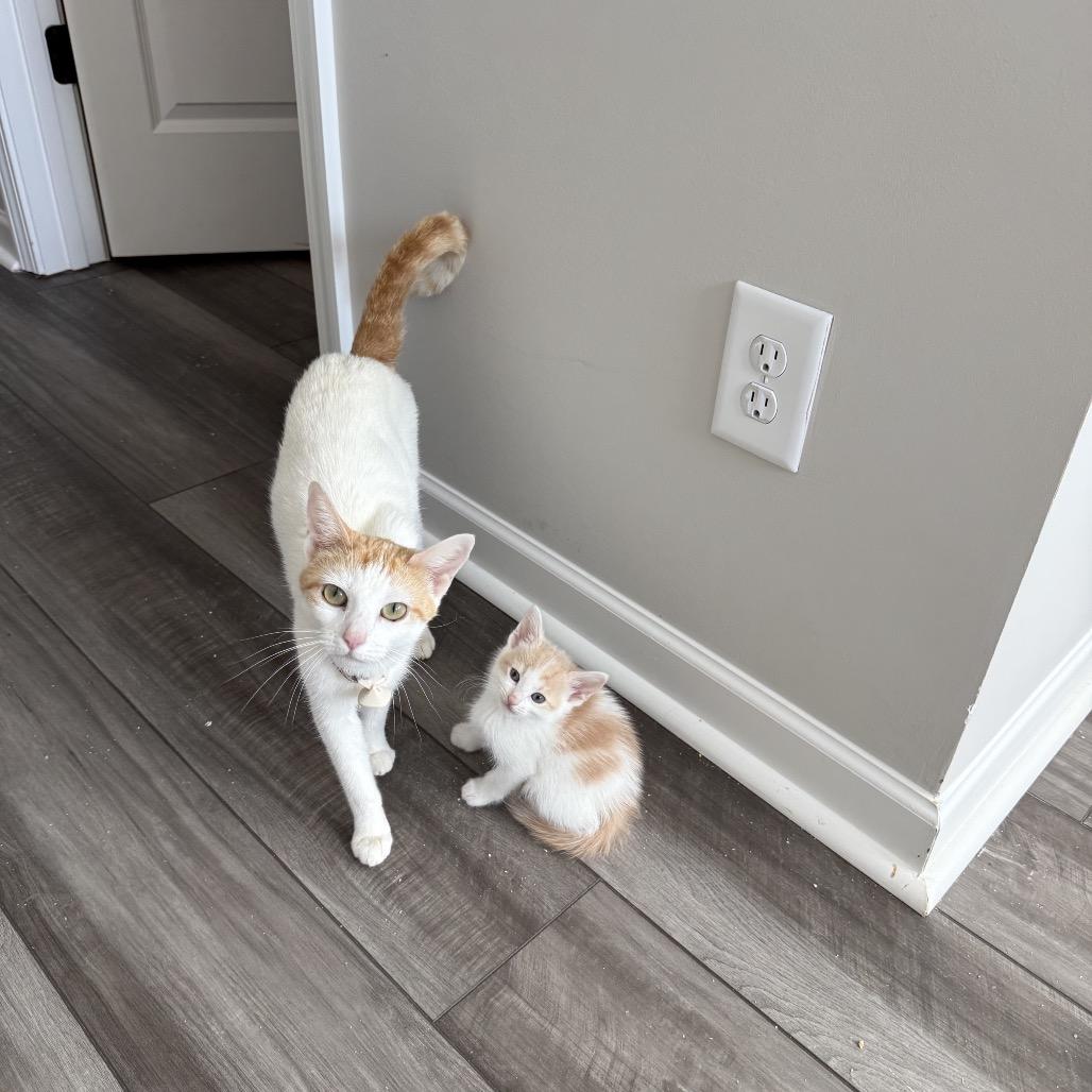 Enlarge Marmalade, a Adoptable Domestic Short Hair in Cartersville, GA image 5/6