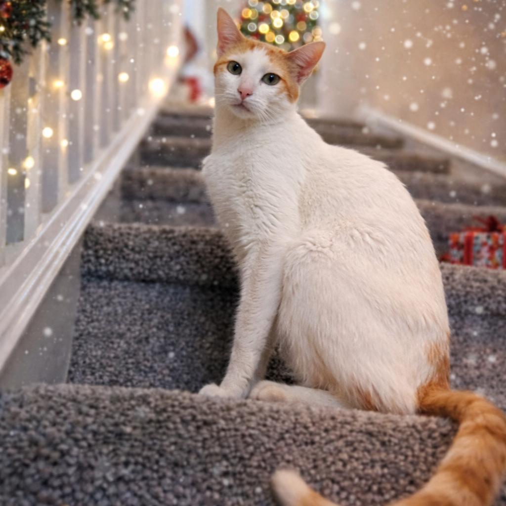 Marmalade thumbnail 5