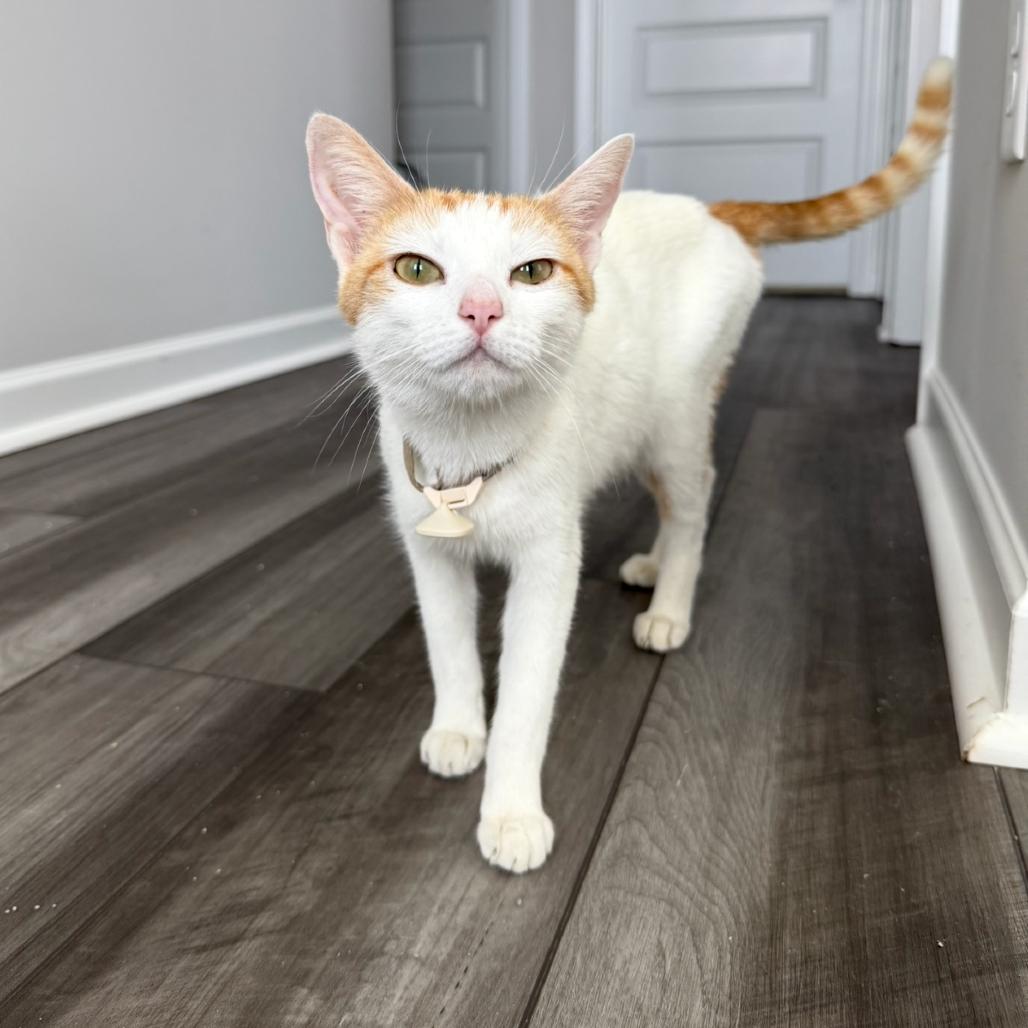 Marmalade thumbnail 6