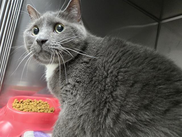 LUNA, Adoptable, Adult Female Domestic Short Hair.
